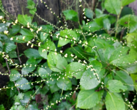 Persicaria filiformis  f. albiflora