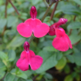 Borderpakket Magenta volle zon, 4.5m2