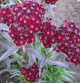 Dianthus barbatus nigrescens