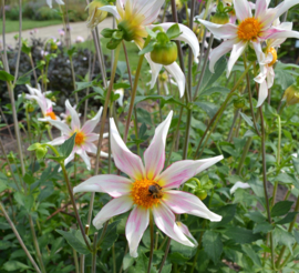 Dahlia 'Honka Fragile'
