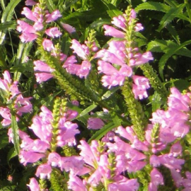 Borderpakket Rose volle zon, 4.5m2