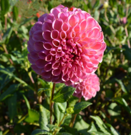 Dahlia 'Caitlin's Joy'