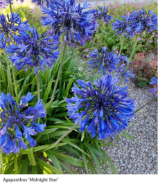 Agapanthus 'Midnight Star' strain