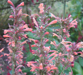 Agastache  'Apricot Sprite'