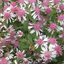 Aster lateriflorus 'Horizontalis'