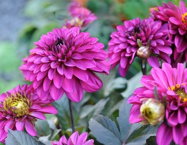 Dahlia 'Jennifer Mary Ellen'