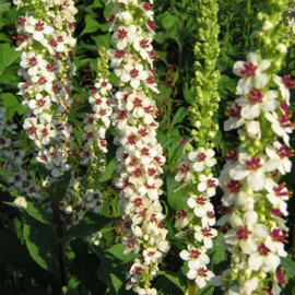 Droogtebestendige border 5m2
