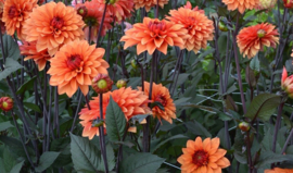 Dahlia 'Statue of Orange'
