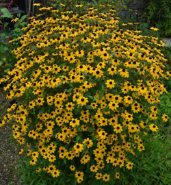 Rudbeckia triloba