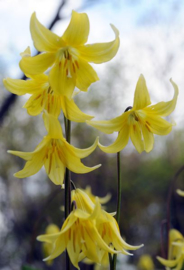 Erythronium 'Pagoda'