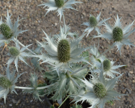 Eryngium giganteum Miss Willmott's ghost