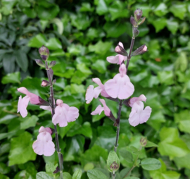 Salvia microphylla 'Delice Ondine'®