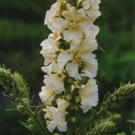 Verbascum 'Spica'