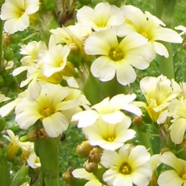 Sisyrinchium striatum