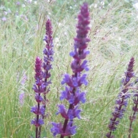 Salvia nemorosa 'Caradonna'