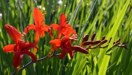 Crocosmia 'Lucifer'