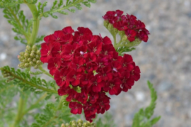 Achillea 'Pomegranate'™