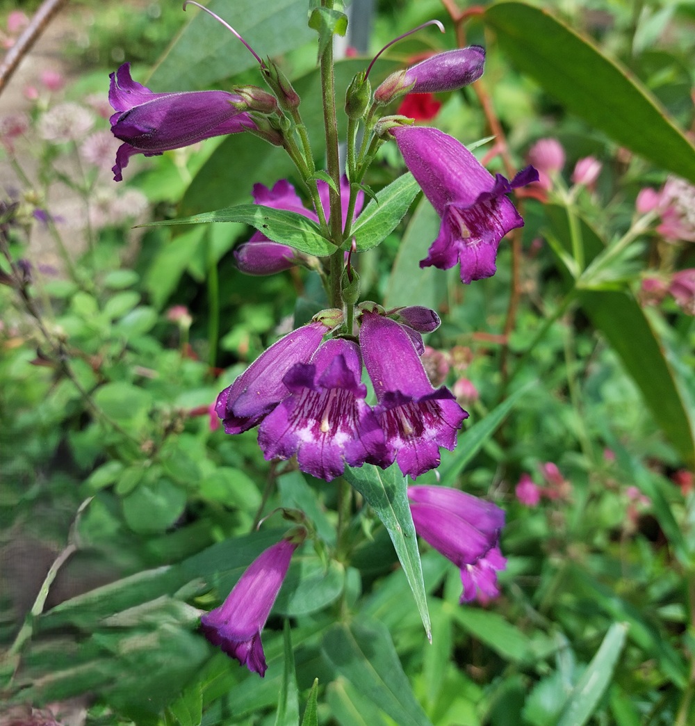 Penstemon hybride 'Russian River'