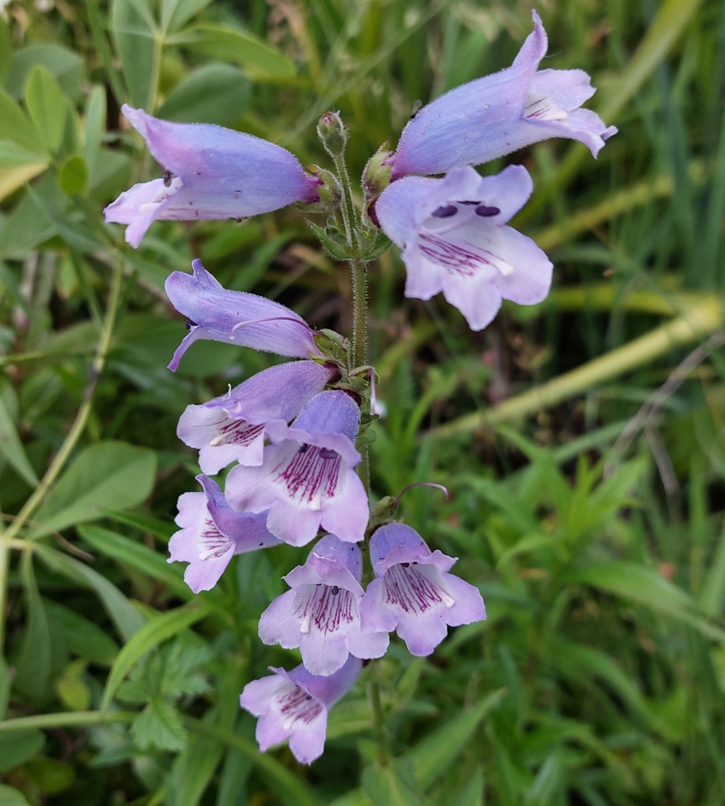 Penstemon 'Sour Grapes'