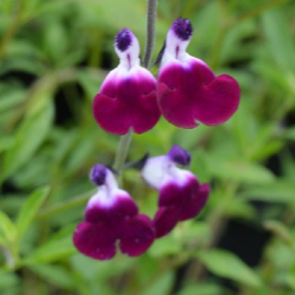 Salvia greggii 'Amethyst Lips' (PBR)