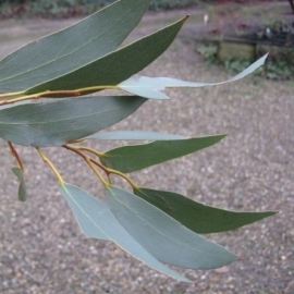 Eucalyptus niphophila