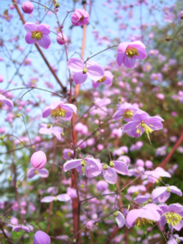 Thalictrum 'Splendide' (PBR)