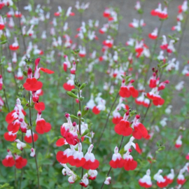 Salvia microphylla 'Hot Lips'