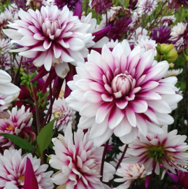 Dahlia 'Rebecca's World'