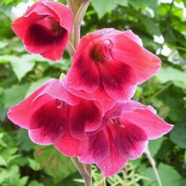 Gladiolus papilio `Ruby`