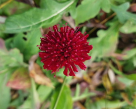 Knautia macedonica 'Mars Midget'