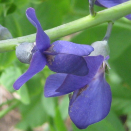 Baptisia australis