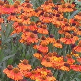 Helenium 'Luc'