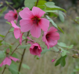 Anisodontea 'El Rayo'