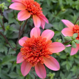 Dahlia 'Totally Tangerine'