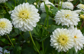 Dahlia 'Snow Cap'
