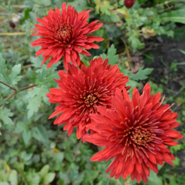 Chrysanthemum 'Königssohn'