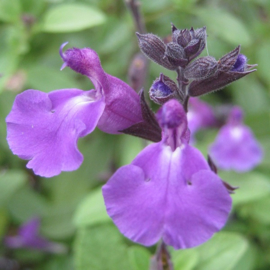 Salvia × jamensis 'Javier'