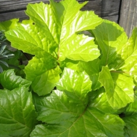 Acanthus mollis 'Hollard's Gold'