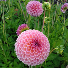 Dahlia 'Jowey Winnie'