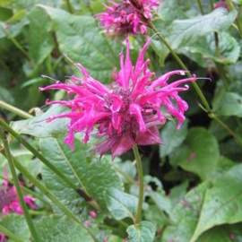 Monarda 'Mahogany'