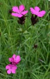 Dianthus carthusianorum