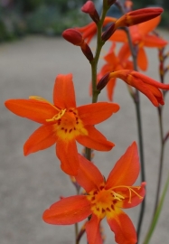 Crocosmia 'Prince of Orange'