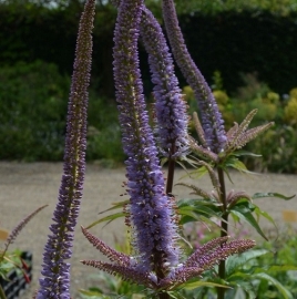 Veronicastrum  'Red Arrows'