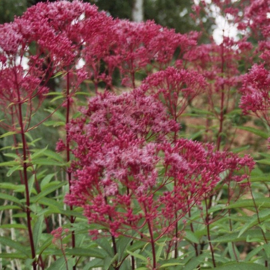 Eupatorium maculatum 'Glutbal'