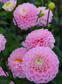 Dahlia 'Wizard of Oz'