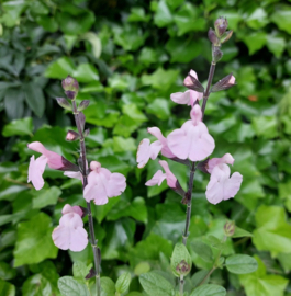 Salvia microphylla 'Delice Ondine'®