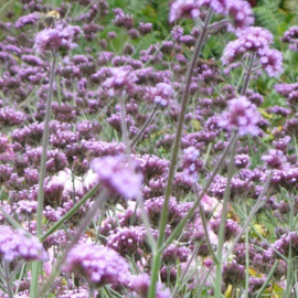 Droogtebestendige border 5m2