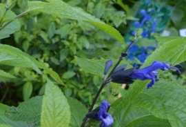 Salvia guaranitica 'Black and Blue'