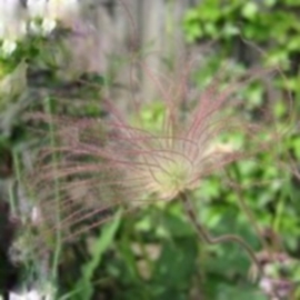 Geum triflorum