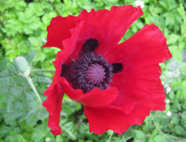 Papaver (Oriental Group) 'Beauty of Livermere'